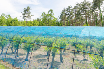 安曇野市の天蚕用クヌギの畑