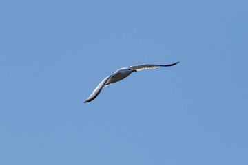 European herring gull (Larus argentatus), Auvergne, France.