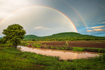 Fototapeta na wymiar Rainbow Over the Rice Farm