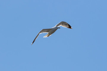 European herring gull (Larus argentatus), Auvergne, France.