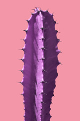 Beautiful colorful modern design cactus 