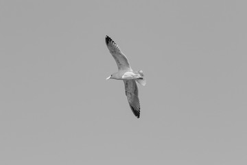 European herring gull (Larus argentatus), Auvergne, France.