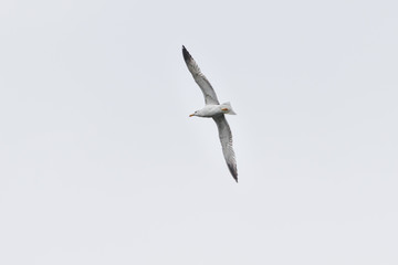 European herring gull (Larus argentatus), Auvergne, France.