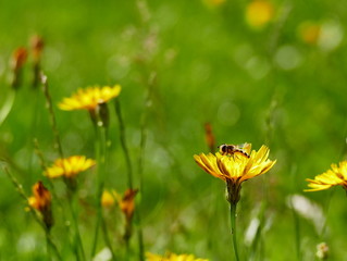 A Single Hover Fly, Showing the Garden Insect on Top of a Dandelion Weed in a Natural Environment.