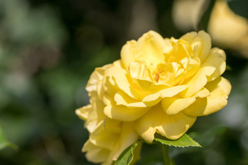 バラの花　千葉県八千代市