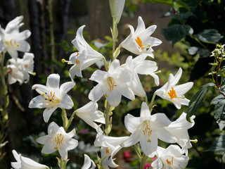 (Lilium candidum) Lys de la Madone blanc pur