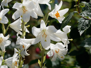 (Lilium candidum) Lys de la Madone blanc pur