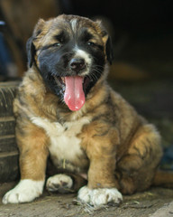 puppy dark color (young dog) pet walks and frolic. Background, copy space