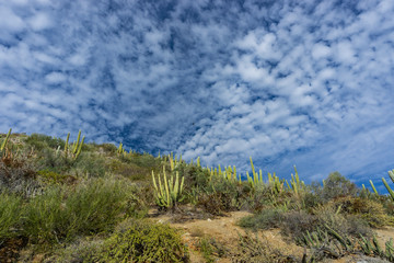 Fototapeta na wymiar cactus in Baja California, Mexico