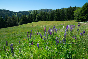 Lupinen in den Vogesen