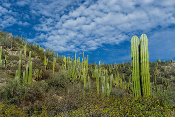 cactus in Baja California, Mexico