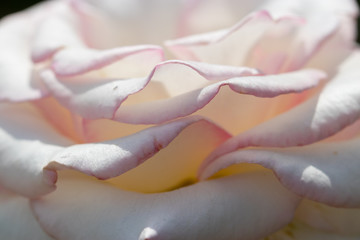 バラの花　千葉県八千代市