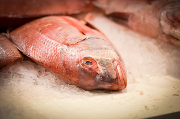 fresh seafood within the fish market in Spain - octopus, shells, shrimps, fish, oysters, lobster