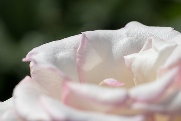 バラの花　千葉県八千代市