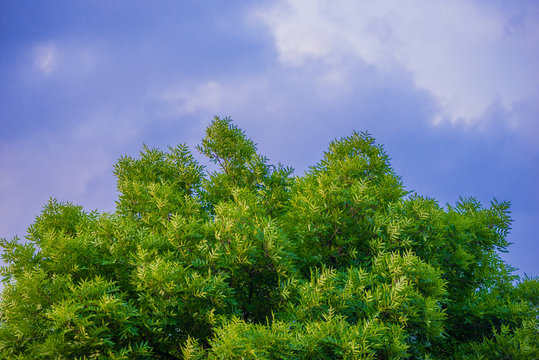 A green tree against a cloudy sky. Green crown of a large tree. The texture of a blue sky. © Pavel