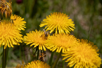 View of a blossoming dandelion Leontodon with a bee in bloom with pollen in the Swiss Alps.Focus lies on the bee