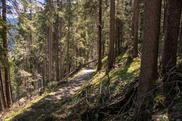 View of a hiking trail through the forest with fallen trees following a storm in the Swiss Alps in the Davos / Kloster area.