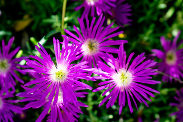 purple flower