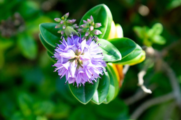 blue flower in the garden