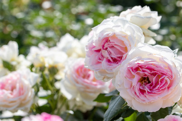 バラの花　千葉県八千代市