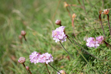 pink flowers in the garden