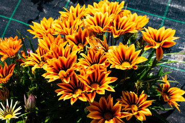yellow flowers in the garden