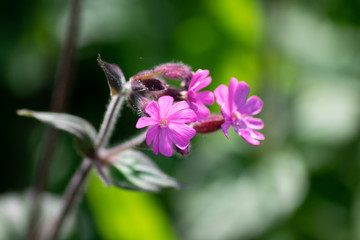 pink flower in the garden