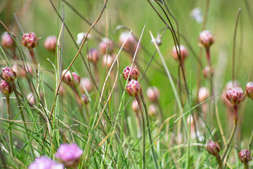flower in the garden