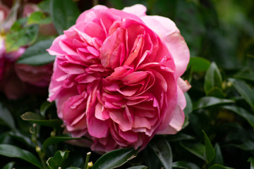 pink rose in the garden