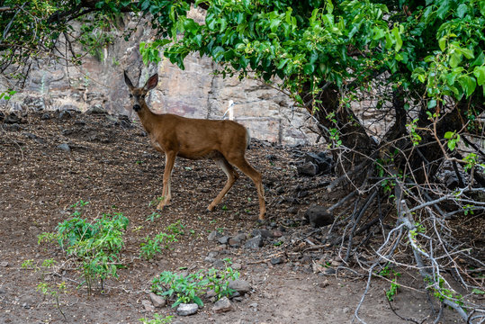 Young Mule Deer Doe - Powered by Adobe