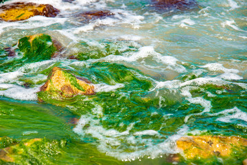 Natural stones with growing seaweed and green moss on the rocks by the ocean.
