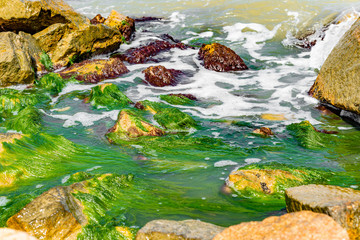 Natural stones with growing seaweed and green moss on the rocks by the ocean.