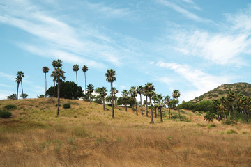 Palm trees in Malibu