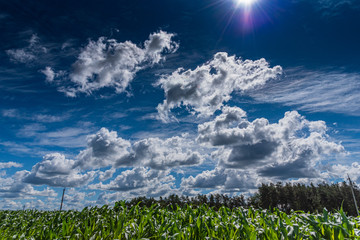 White clouds in the blue sky over a field of corn.