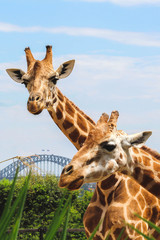 Naklejka premium Two giraffes