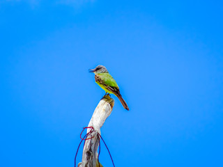 Beautiful Bird Perched on a Branch.