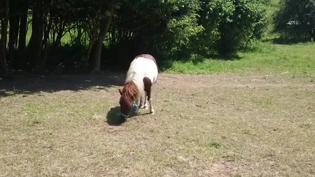 Wild Polish Konik horse grazing in meadow. Tarpan or Konik feeding on meadow. Polish horse chewing grass.