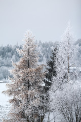 Snowy trees