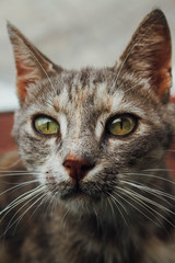 Cute little cat on the street