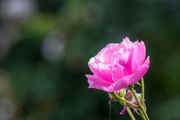 バラの花　千葉県八千代市