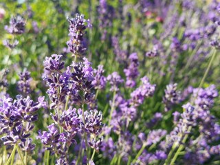 lavender in the field