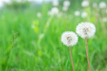 White dandelion with green background. nature green backgound