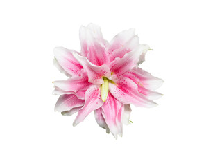 "Natalia" Double Rose Oriental Lily, isolated on white background.
