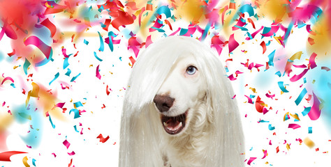 BANNER FUNNY ROCKY DOG WEARING A WHITE WIG FOR CARNIVAL OR NEW YEAR PARTY.  ISOLATED ON WHITE...