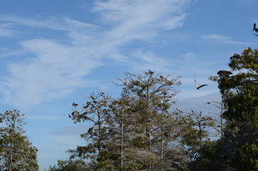 Louisiana Wetlands: Pelicans in Cypress Treetops