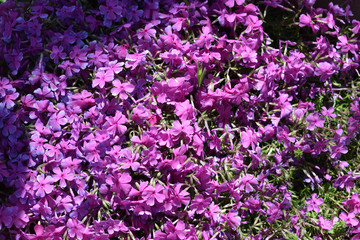 Missouri Ozark Spring Flowers