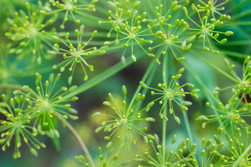 Anethum graveolens, dill flower macro