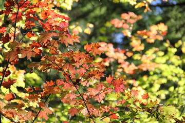 Fall leaves wiht bokeh background leaves