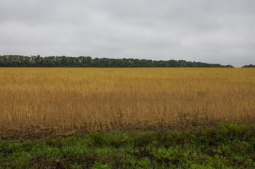 Big autumn field with trees far away and clouds in the blue sky. Travelling across