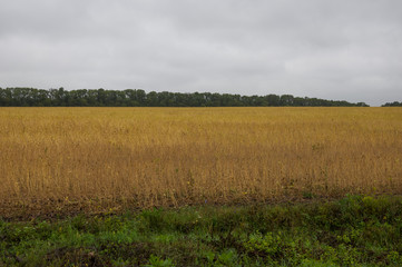 Obraz premium Big autumn field with trees far away and clouds in the blue sky. Travelling across